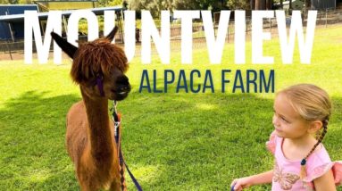 Mountview Alpaca Farm | O'Reilly's Canungra Valley Vineyards